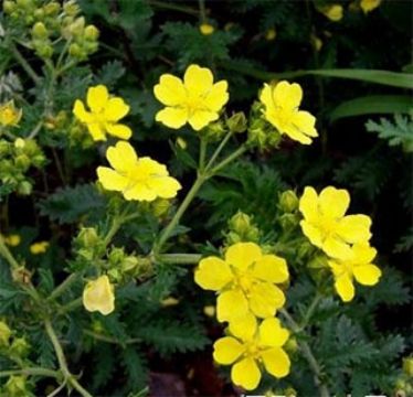 Potentilla Chinensis Extract (Sales6 At Lgberry Dot Com Dot Cn)